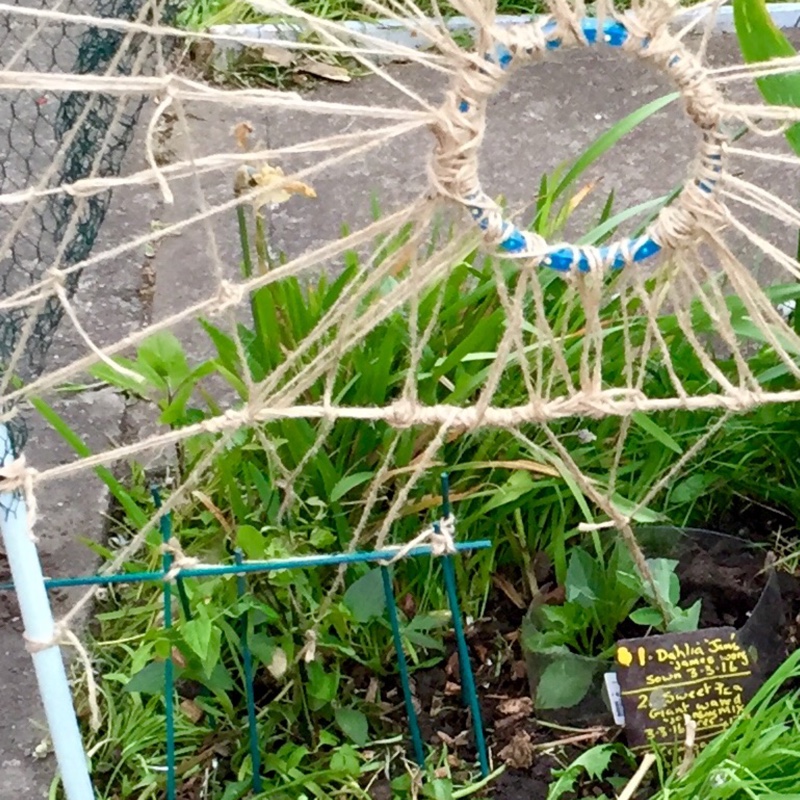 plant image 77938