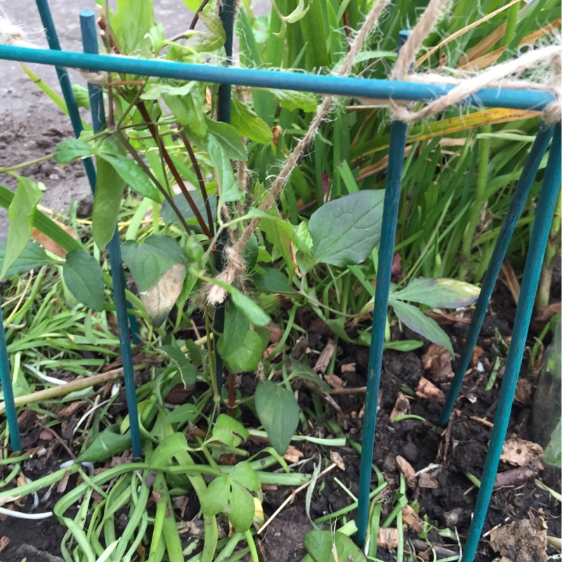 plant image 77941