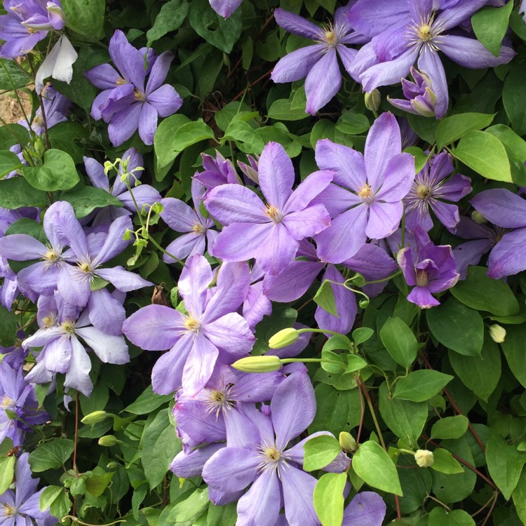 plant image 791259 plant image 791259