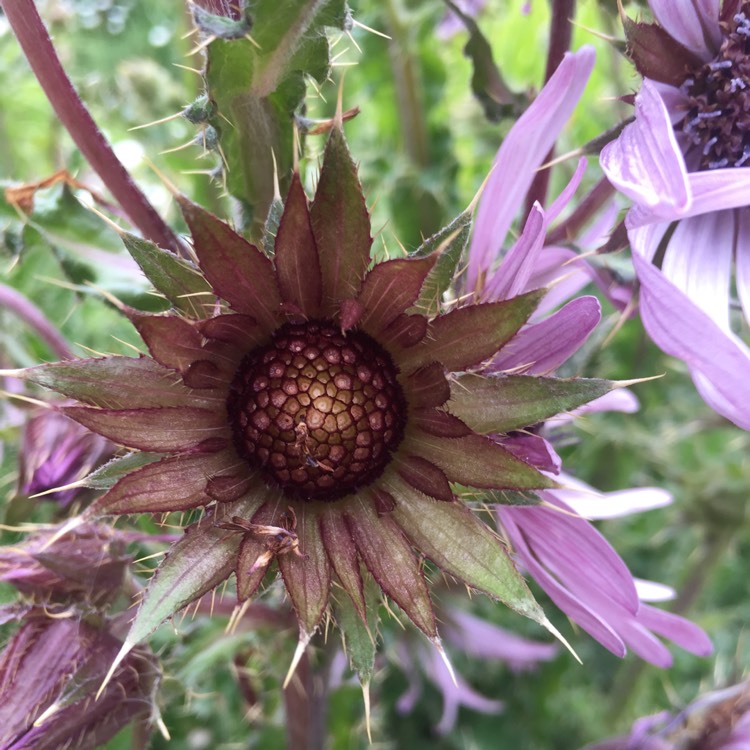 Plant image Berkheya purpurea