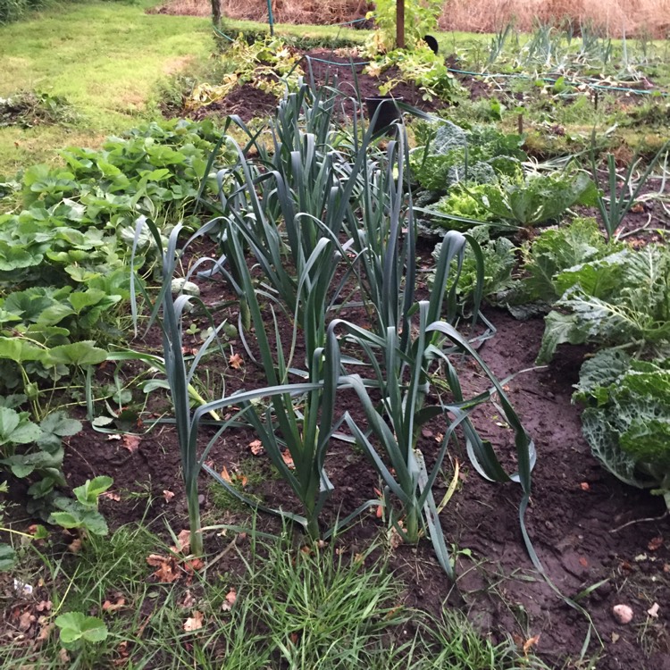 plant image 817562 plant image 817562
