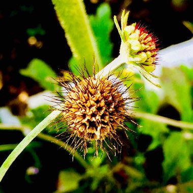Scabiosa caucasica