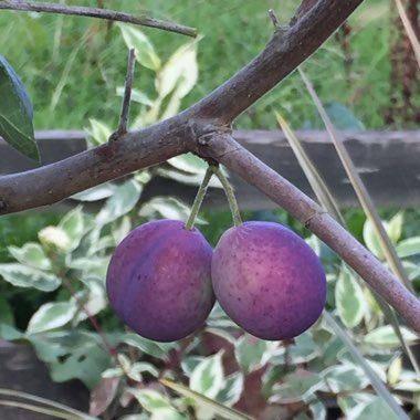 Prunus domestica 'Victoria'
