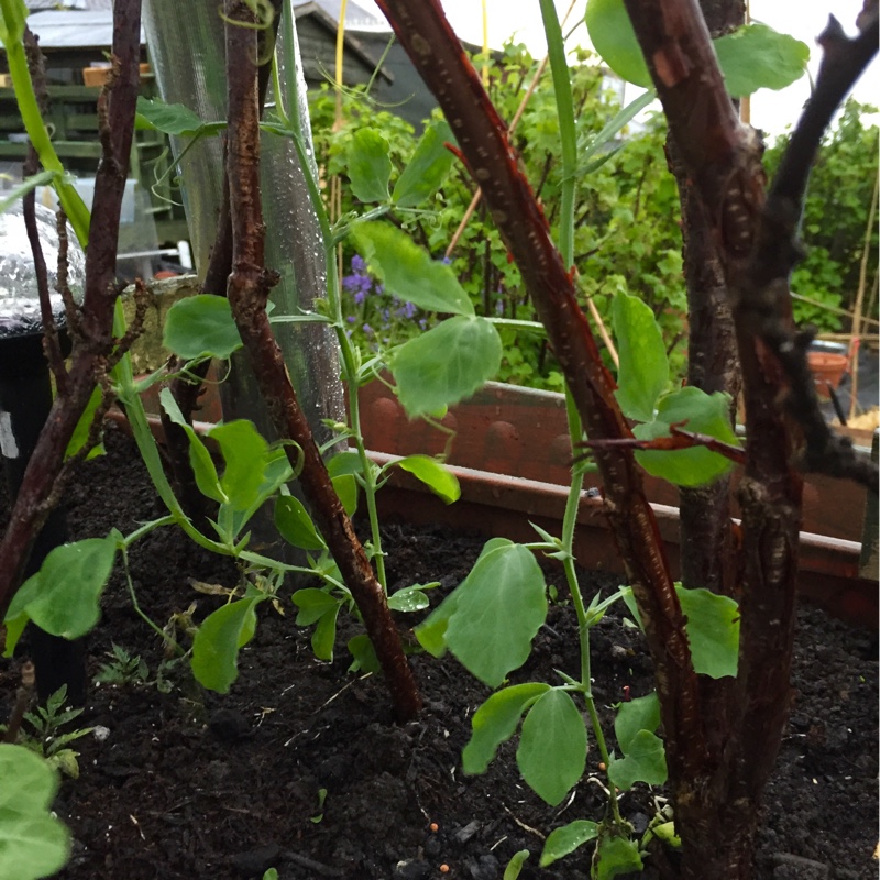 plant image 83863 plant image 83863