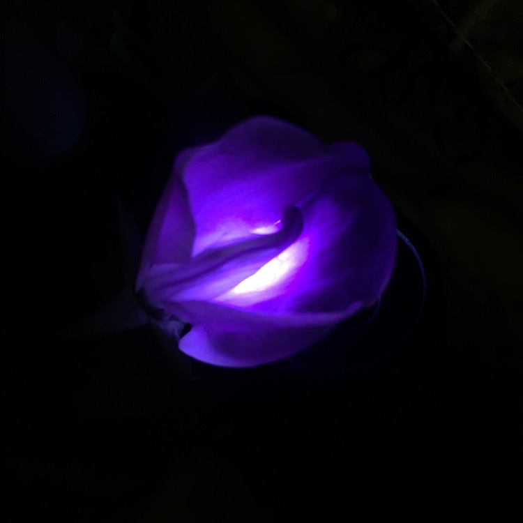 Plant image Lathyrus Odoratus 'Black Knight'