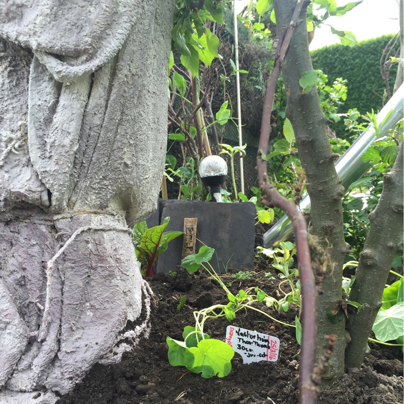 plant image 84800 plant image 84800
