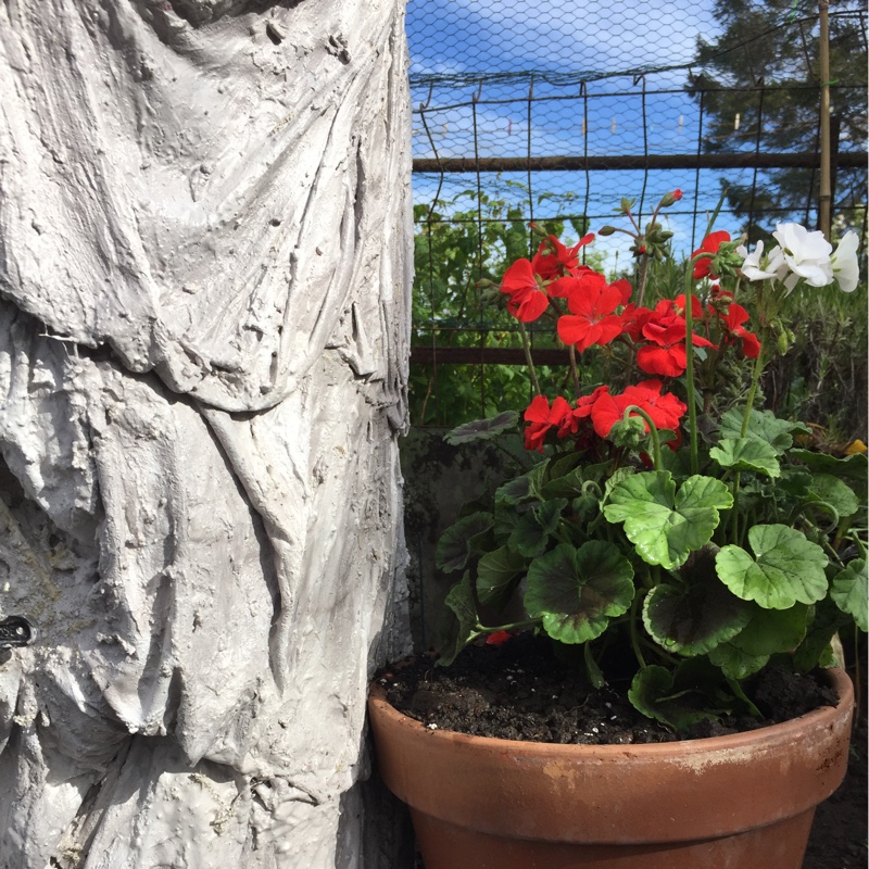 plant image 84826 plant image 84826