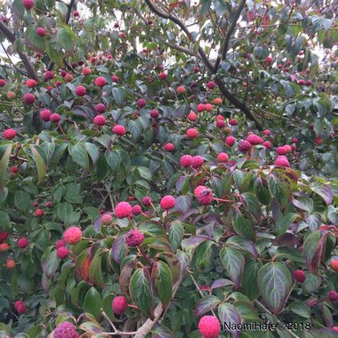 Cornus kousa