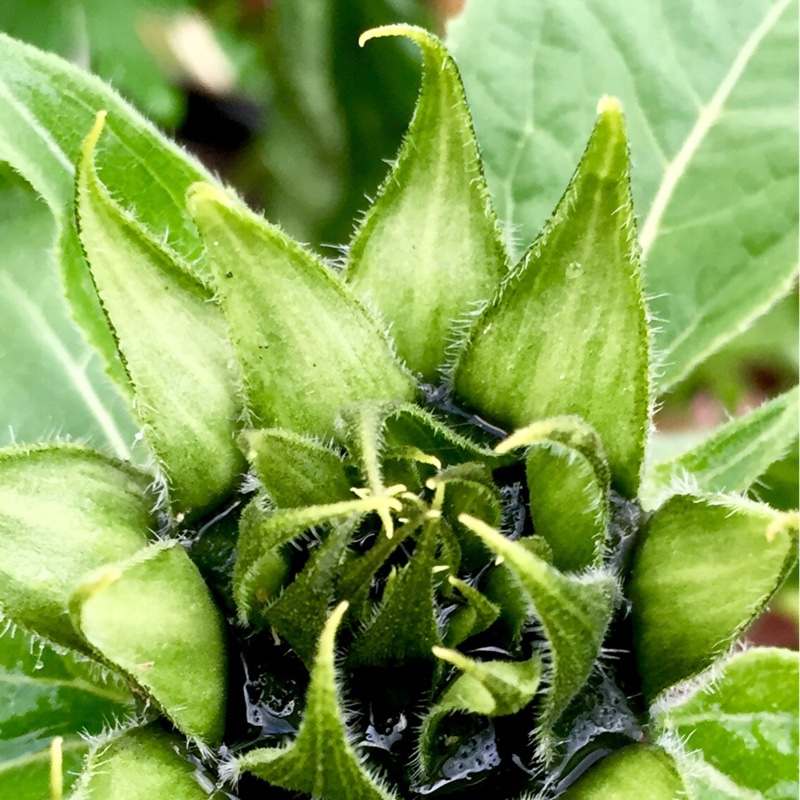 Helianthus annuus