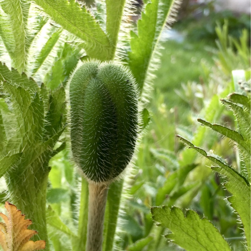 plant image 86818 plant image 86818