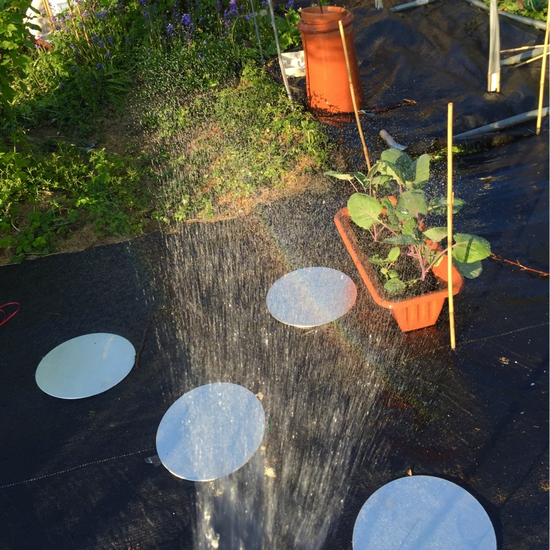 plant image 86828 plant image 86828