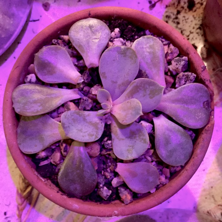 plant image 882498