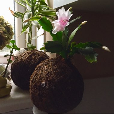 Schlumbergera truncata Livia
