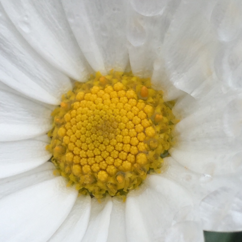 plant image 91796 plant image 91796