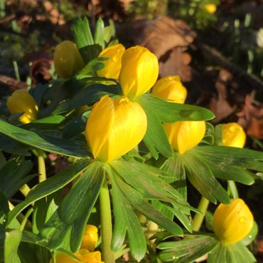 Eranthis hyemalis