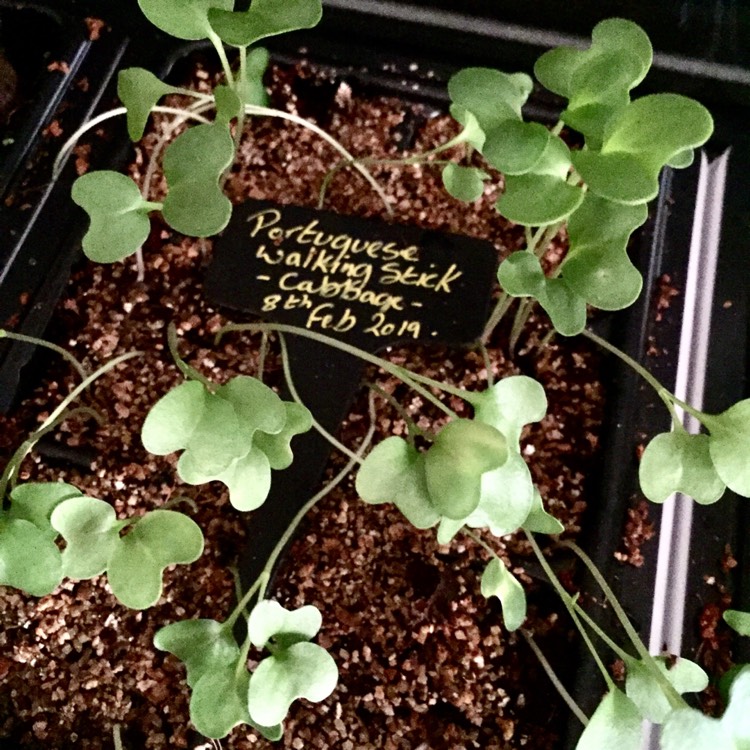 plant image 948857