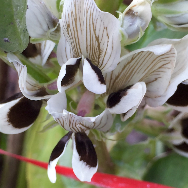 Plant image Pisum sativum