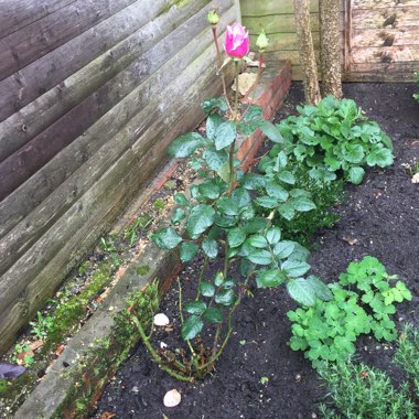 Naomi's garden