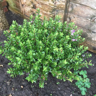 Shrubby Veronica