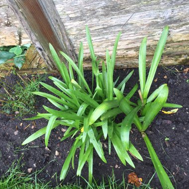 African Lily
