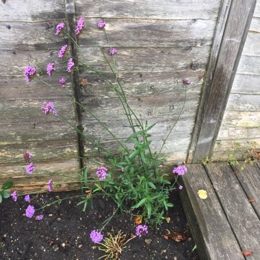 Purple Top Vervain
