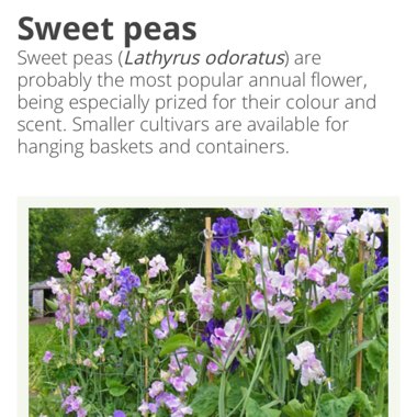 Sweet Pea