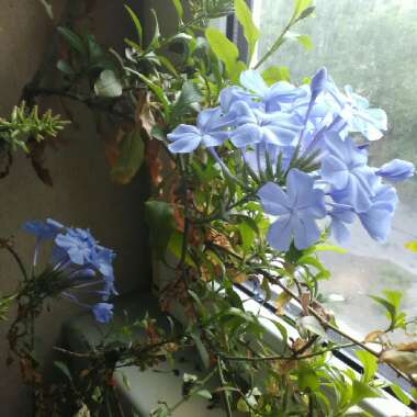 Cape Leadwort