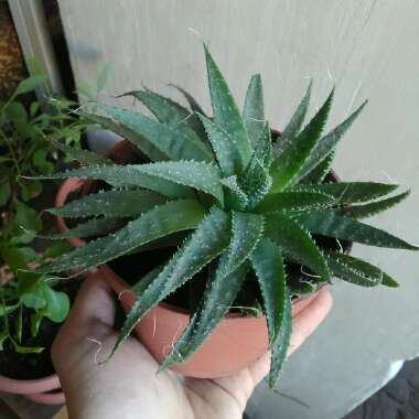 Lace Aloe