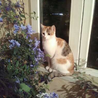Narek's garden