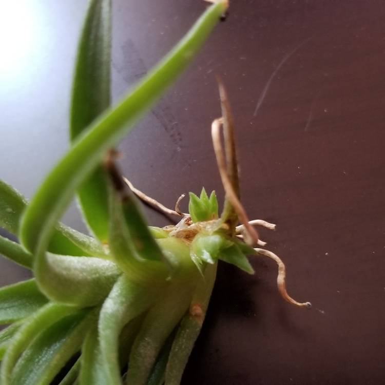 plant image 1065605