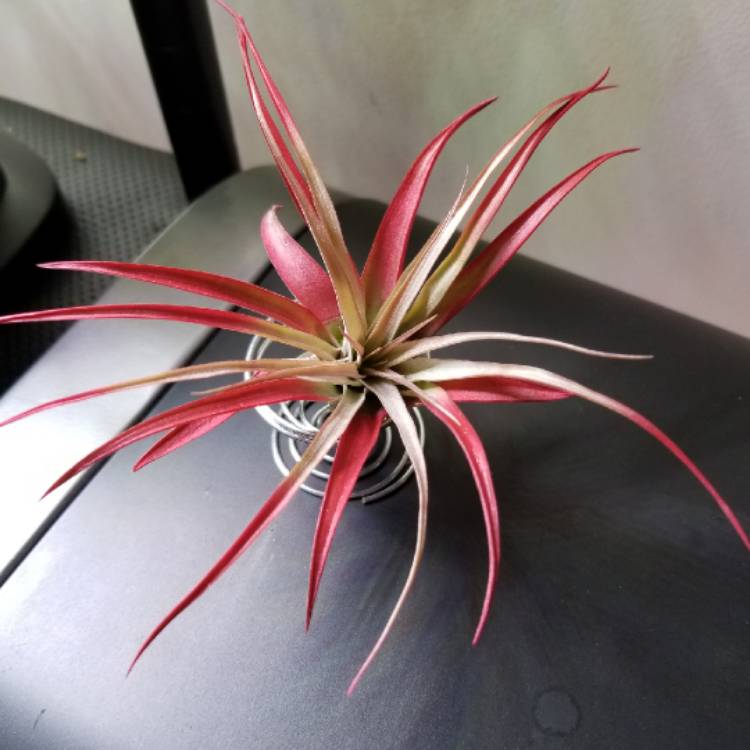 Plant image Tillandsia velutina