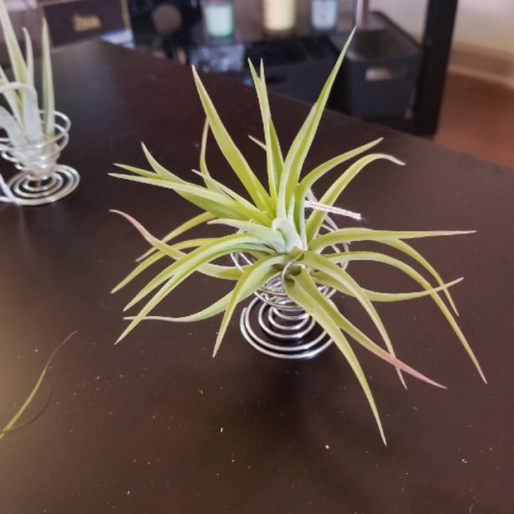 Plant image Tillandsia velutina