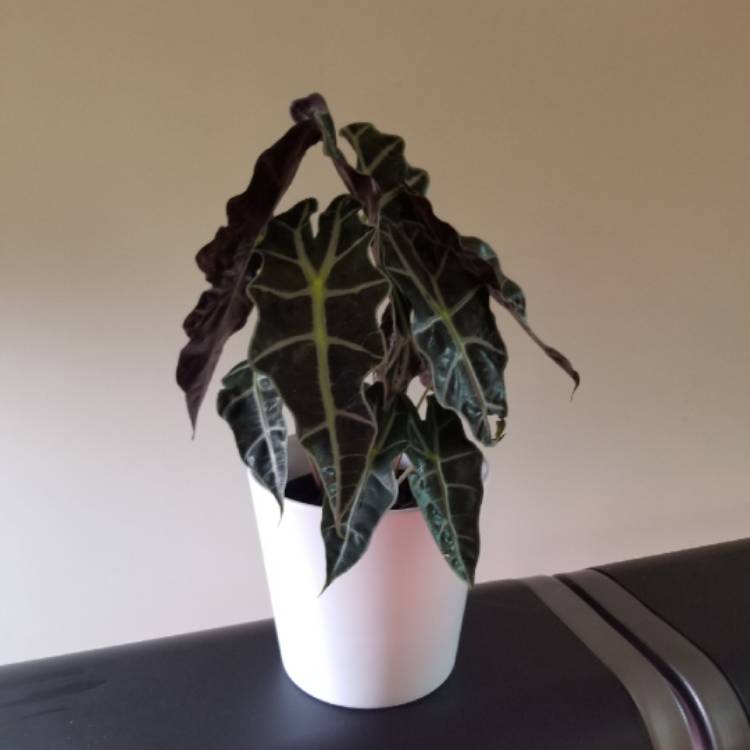 Plant image Alocasia Micholitziana
