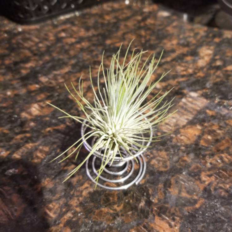 Plant image Tillandsia andreana