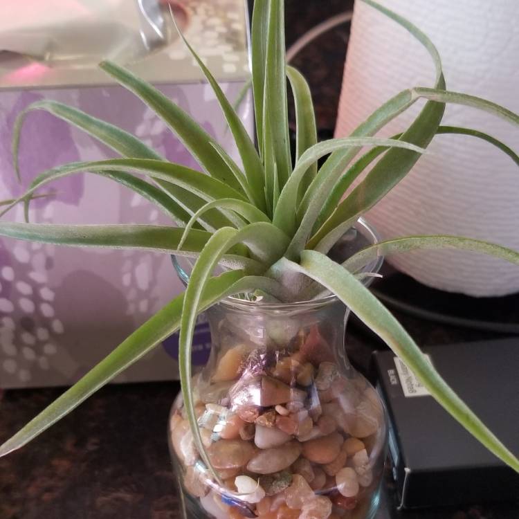 Plant image Tillandsia 'Betty'