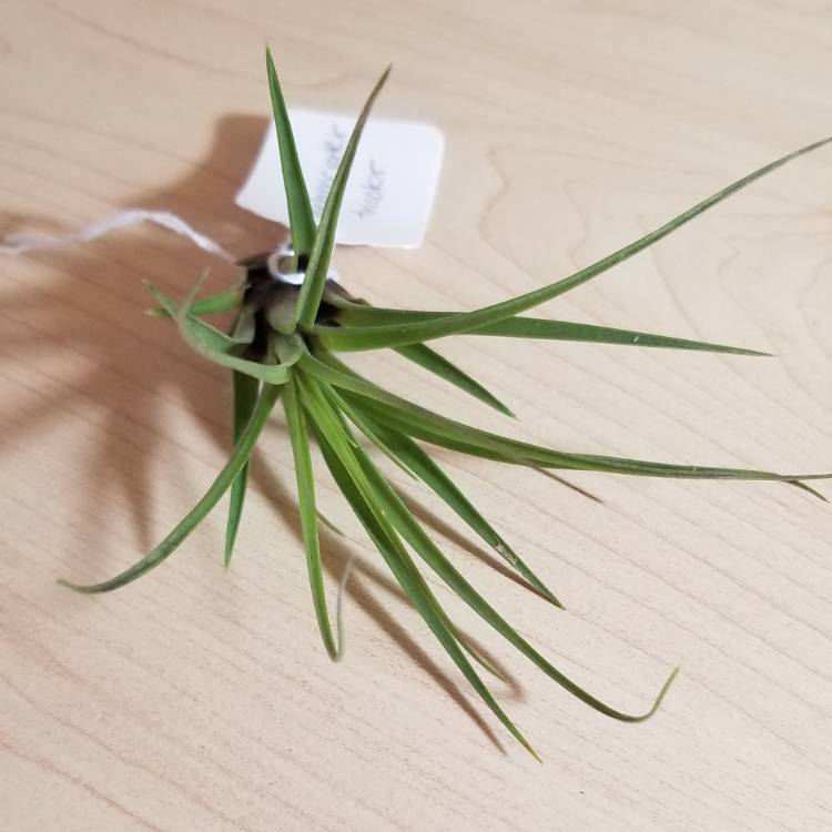 Plant image Tillandsia tricolor var. melanocrater
