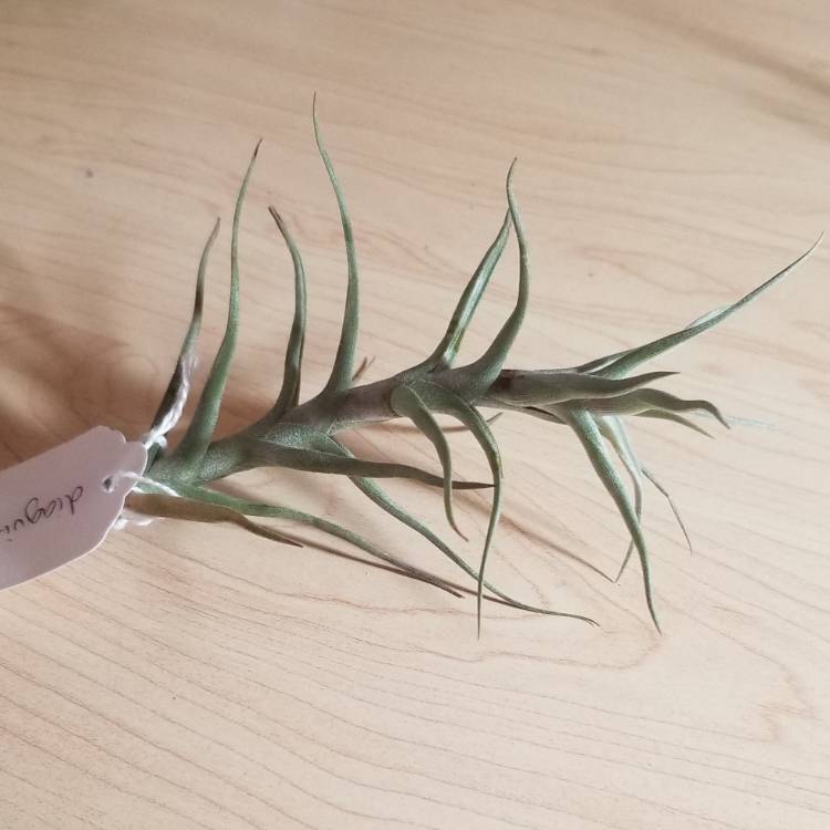plant image 951304