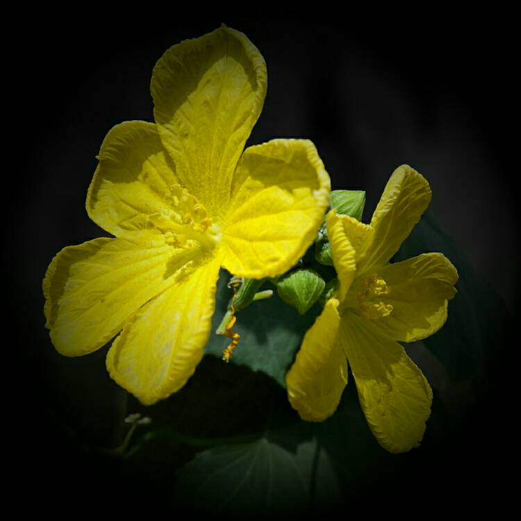 Plant image Luffa aegyptiaca