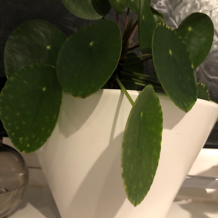 plant image 1258090