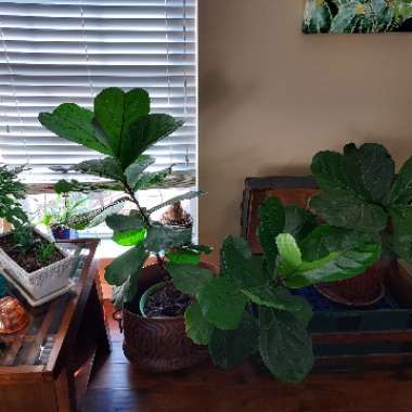 David's garden