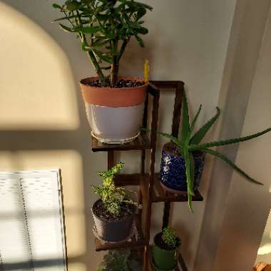 David's garden