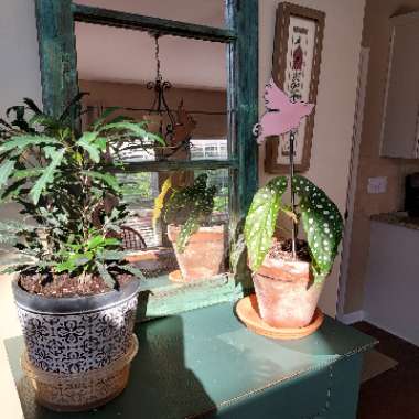 David's garden