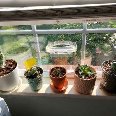 David's garden