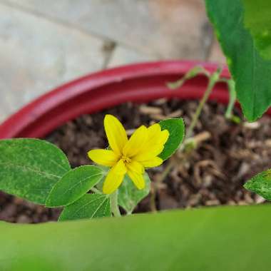 David's garden