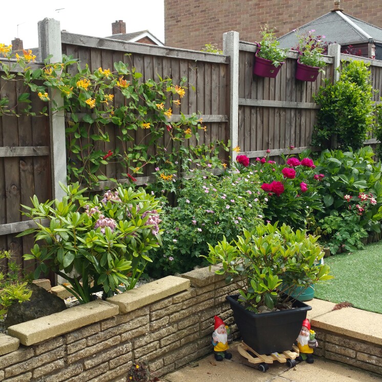 Kim's garden