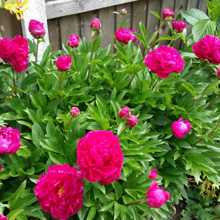 Peony
