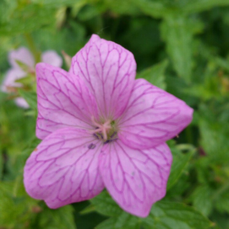 Kim's garden