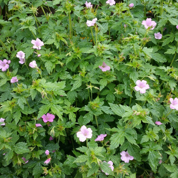 Kim's garden