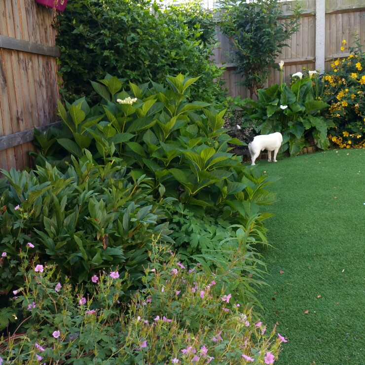 Kim's garden
