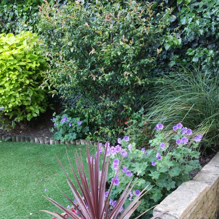 Kim's garden